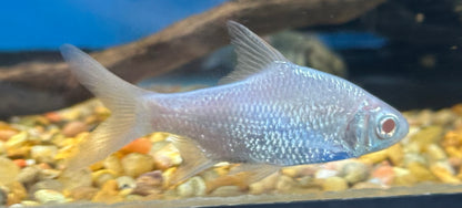 Albino Platinum Tinfoil Barb (3”)