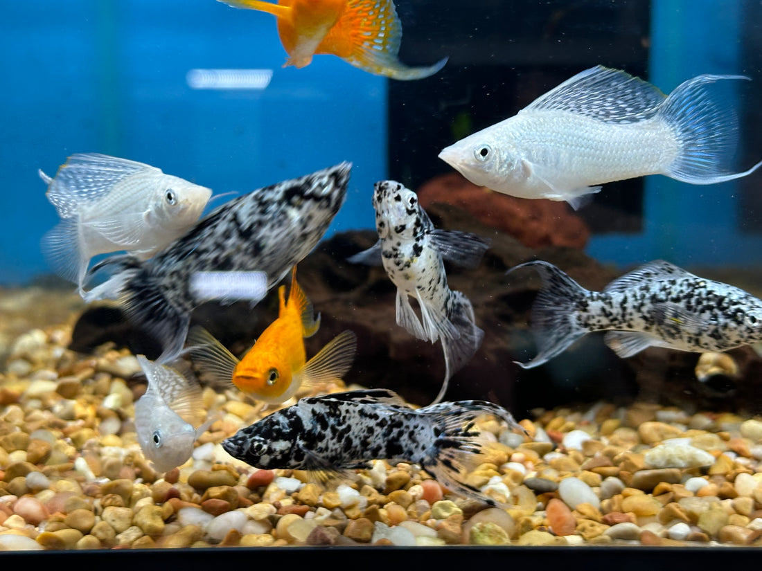 Assorted Sailfin Molly (1.5”+)