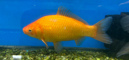 XL Comet Goldfish (8”+)