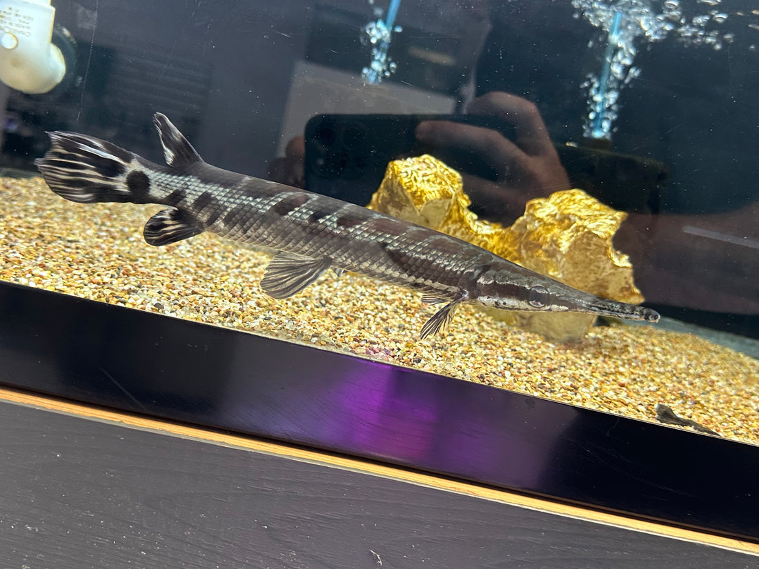 Tropical Gar (10-11”)