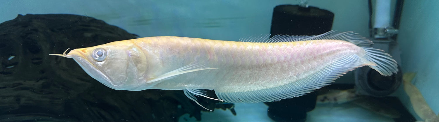 LARGE Albino Silver Arowana (11-12”)