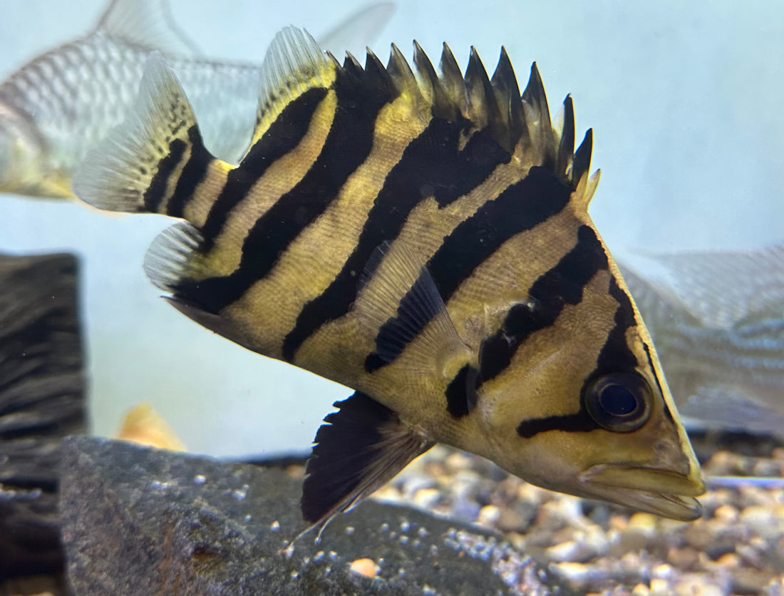 Sumatra Datnoid (4.5-5”)