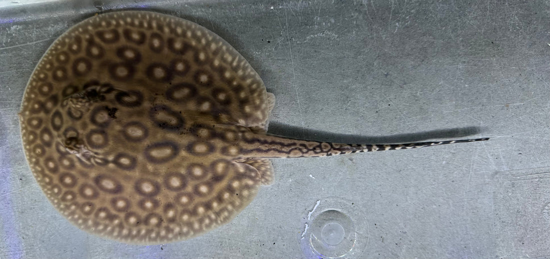 Pearl Stingray (Female 5.5”)