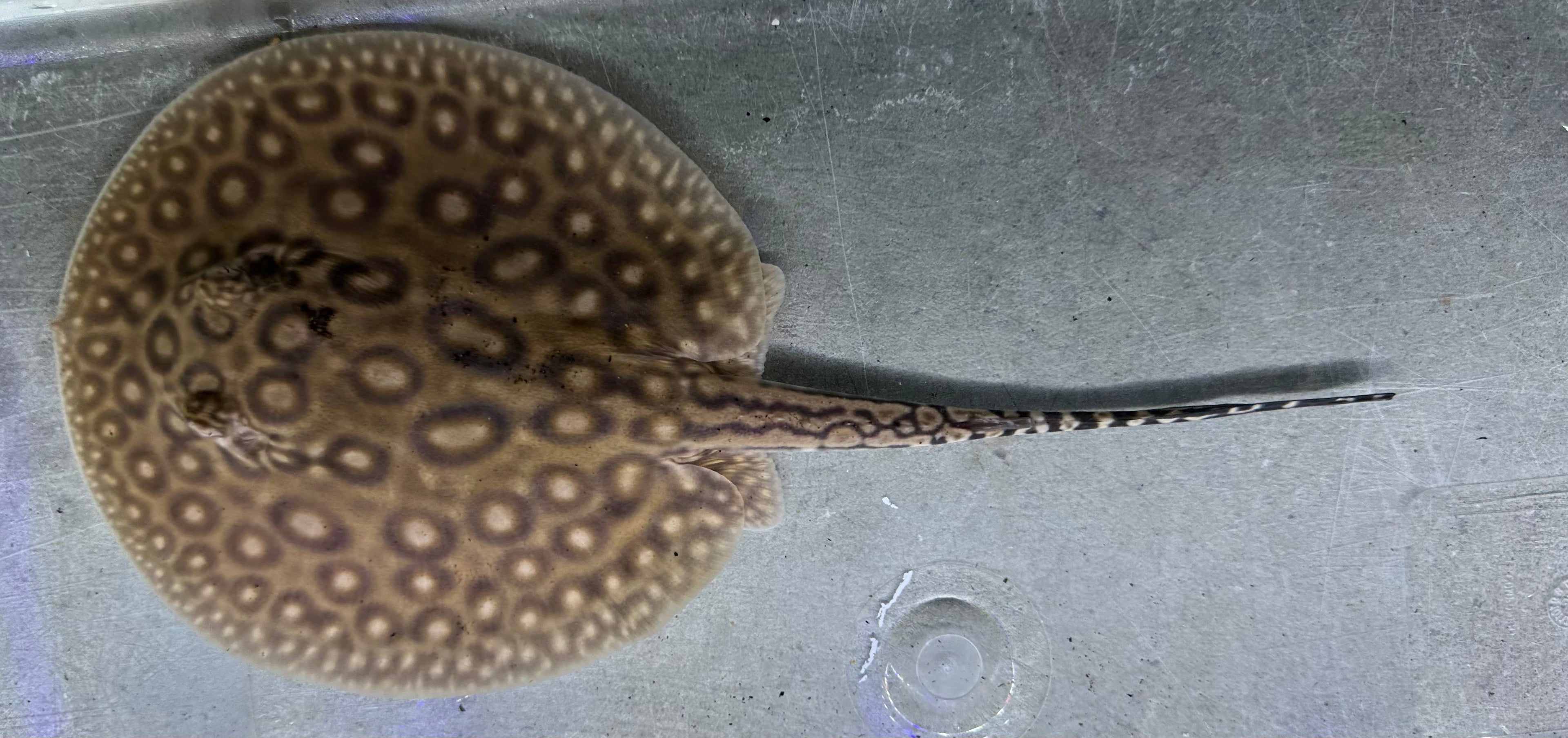 Pearl Stingray (Female 5.5”)