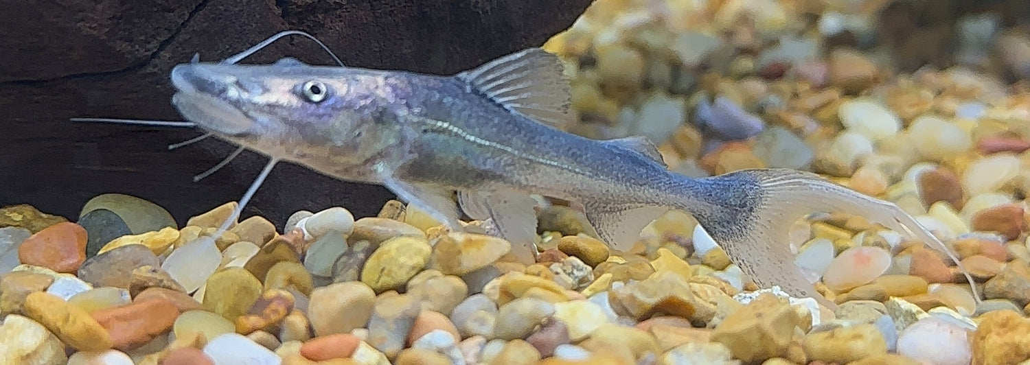 Dorado Catfish (3”)