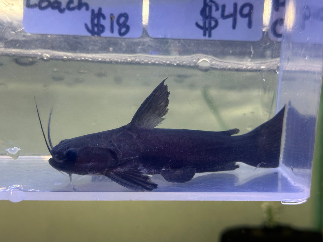 Megamouth Ironhead Driftwood Catfish (4”)