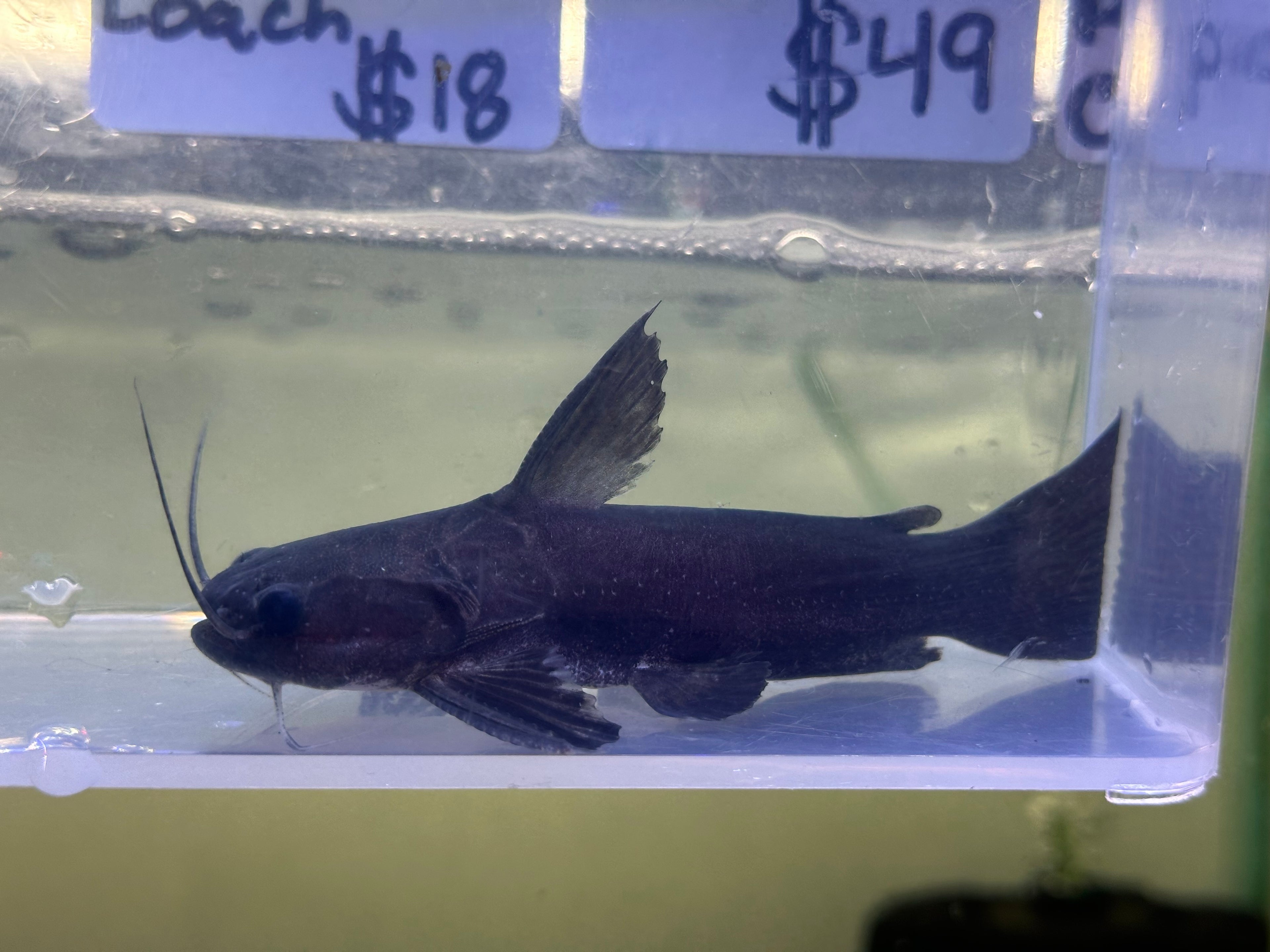 Megamouth Ironhead Driftwood Catfish (4”)