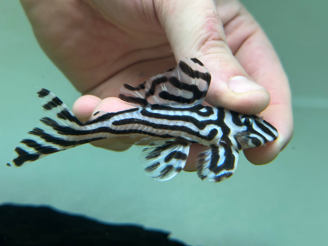 XL L046 Zebra Pleco (3.5”)