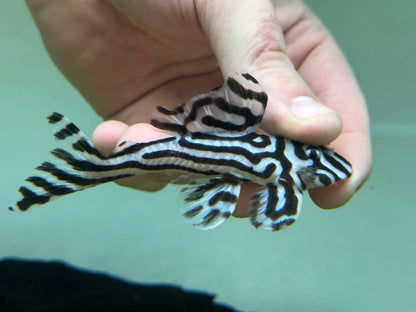 XL L046 Zebra Pleco (3.5”)