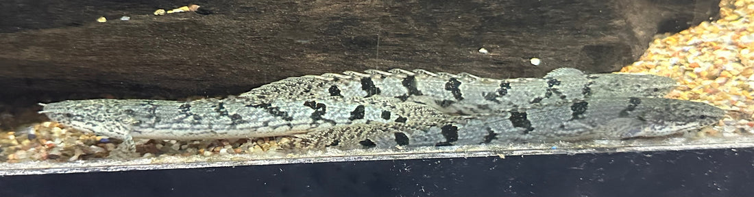 High Pattern Delhezi Polypterus (4.5”)