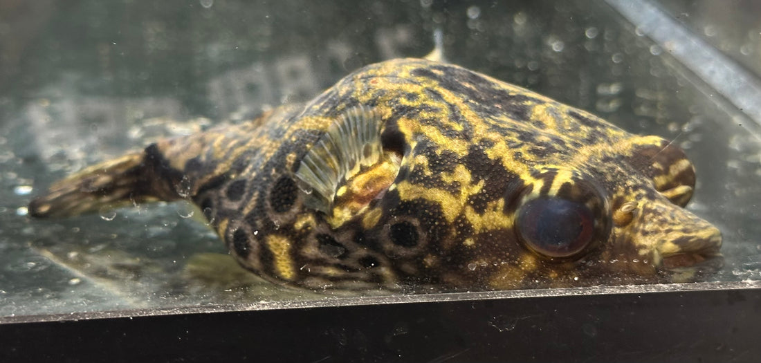 XL Humpback Puffer (6”)