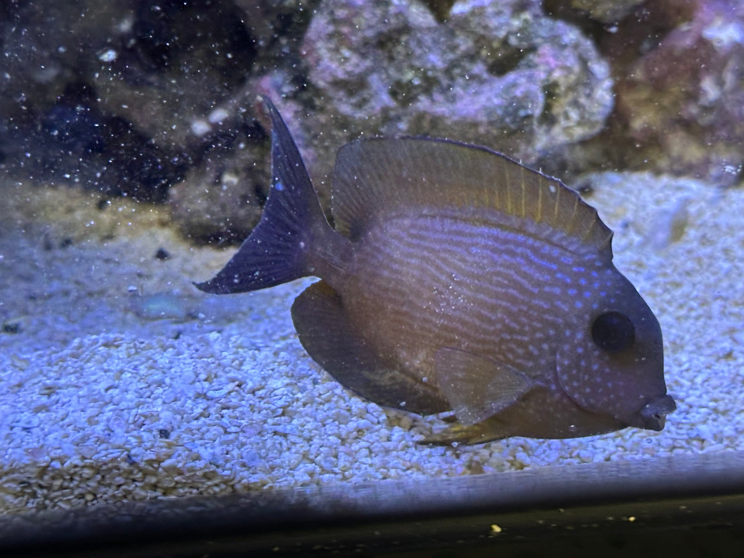 Two Spot Bristlenose Tang (3”)