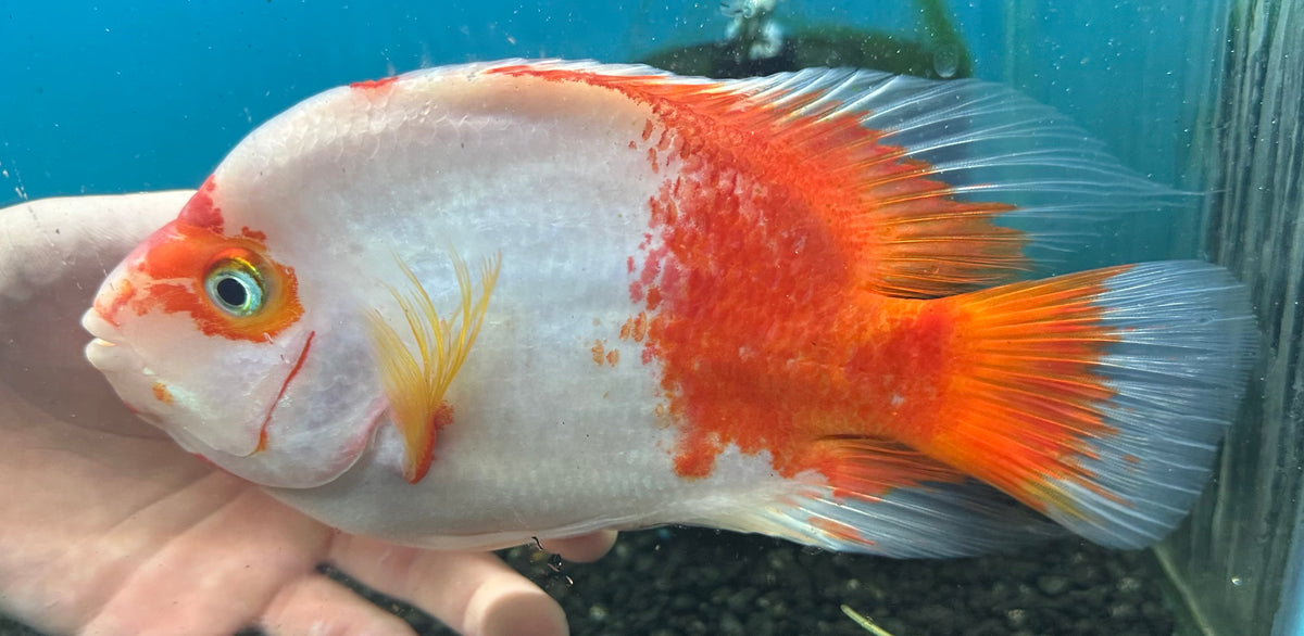 XL Kohaku Kong Parrot (7”)