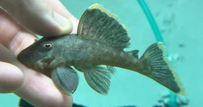 L047 Pleco de mango (3,5”)