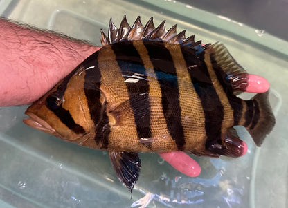 XL Gold Sumatra Datnoid (9-10”)