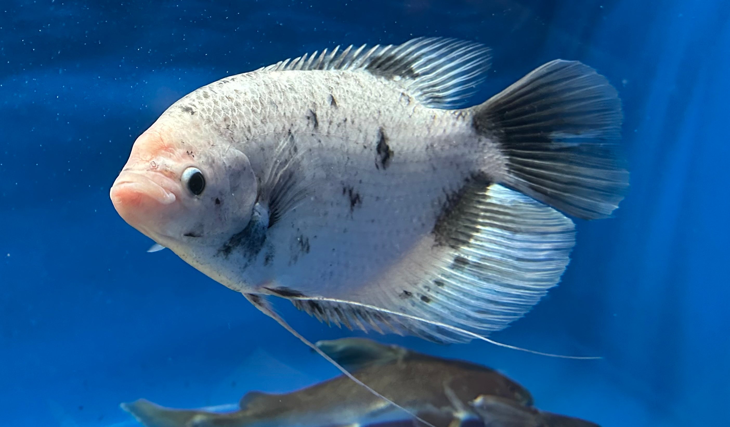 XL Panda Giant Gourami (9-10”)