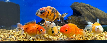 Assorted Lionhead/Pearlscale Goldfish (2.5-3”)