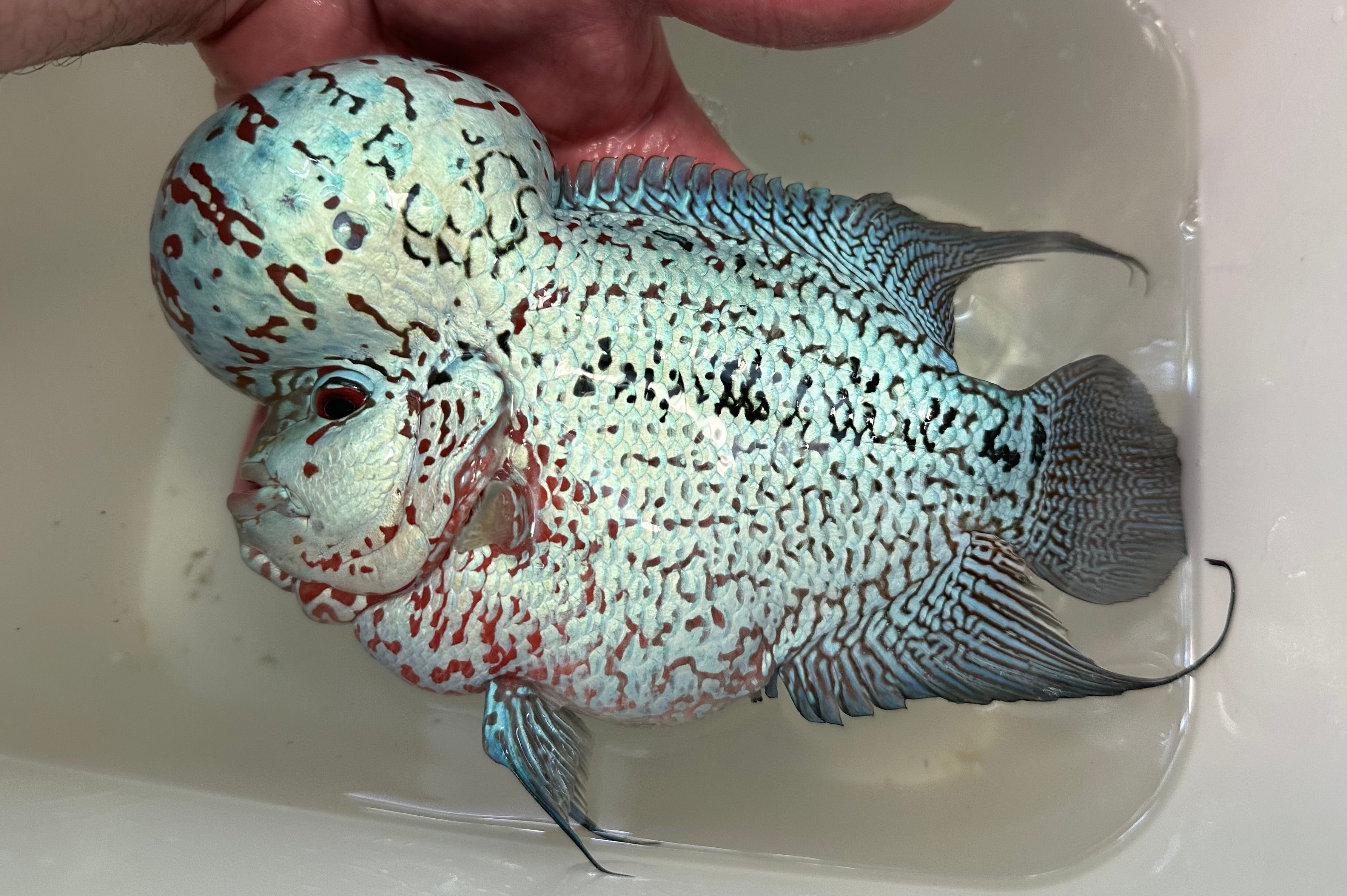 XL Show Flowerhorn (7-8”)