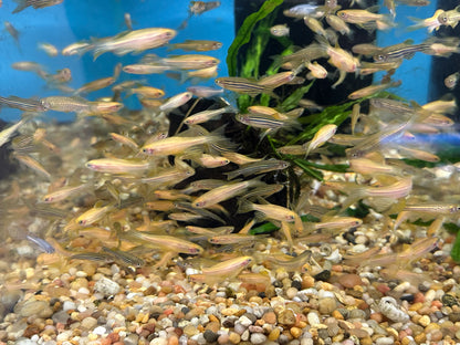 Assorted Longfin Danio (1”+)