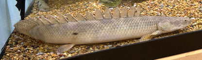 XL Ansorgii Polypterus (16”+)