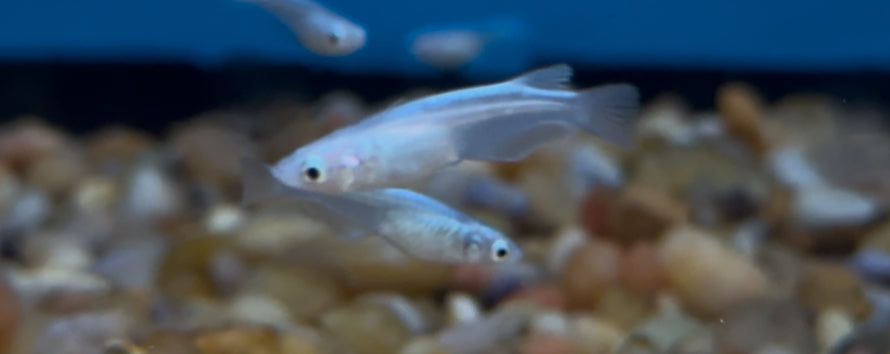 Platinum Medaka Rice Fish (.75-1”)