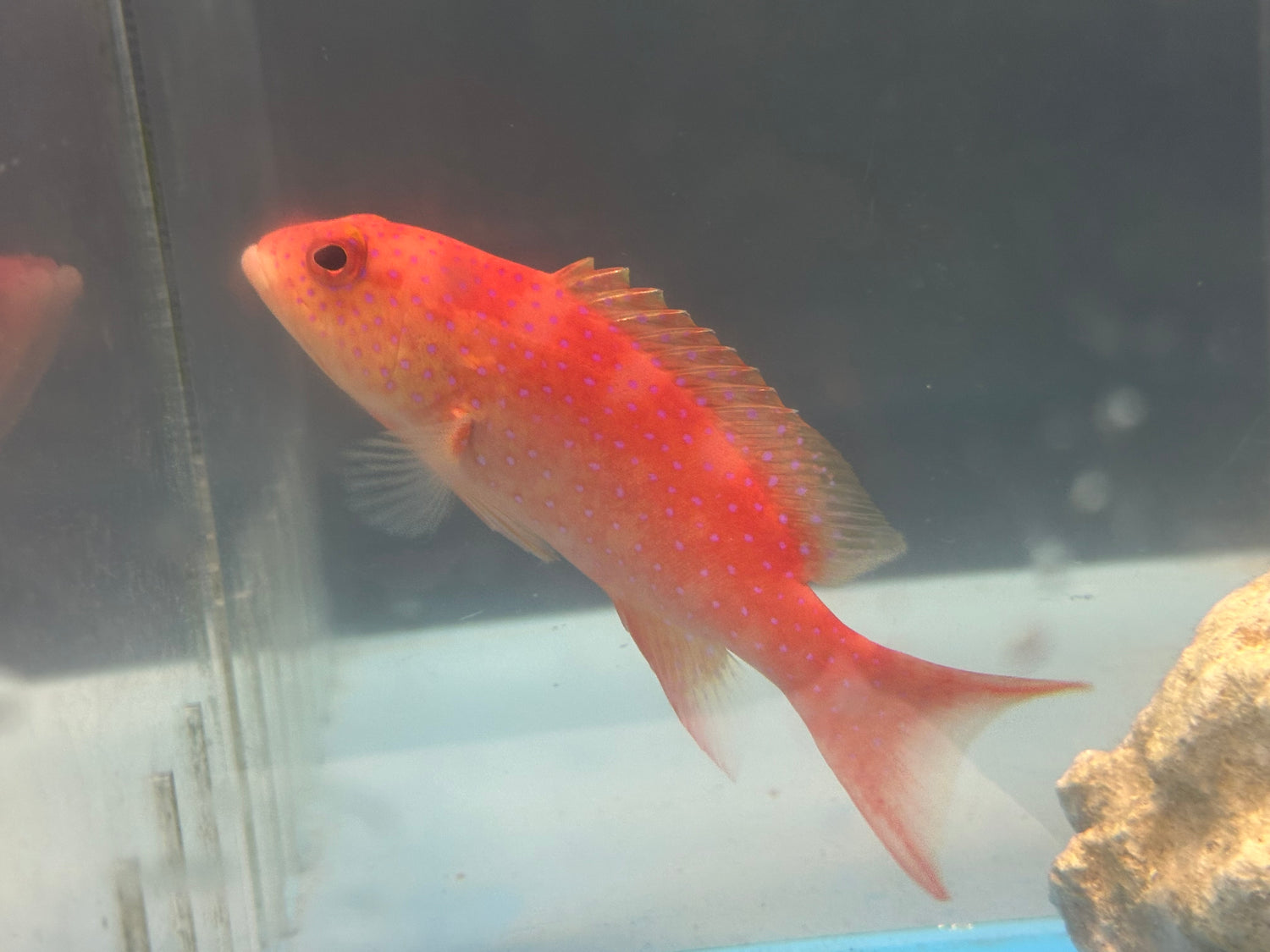 Louti Yellow Edged Grouper (4”)