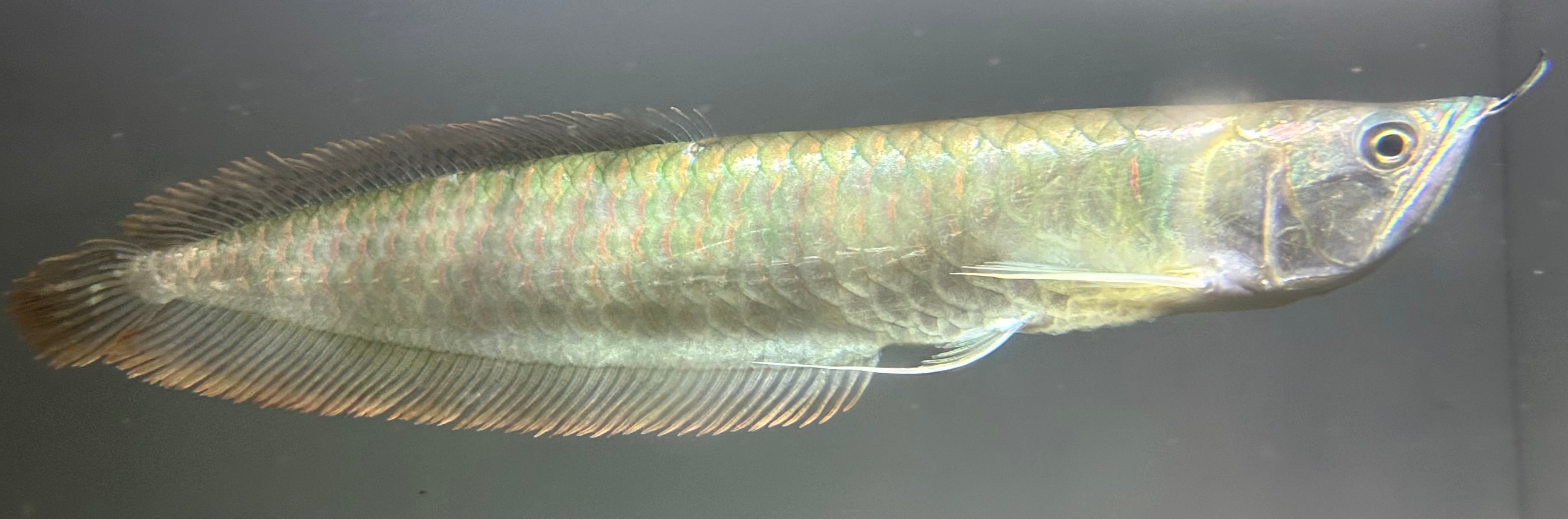 Silver Arowana (14”)