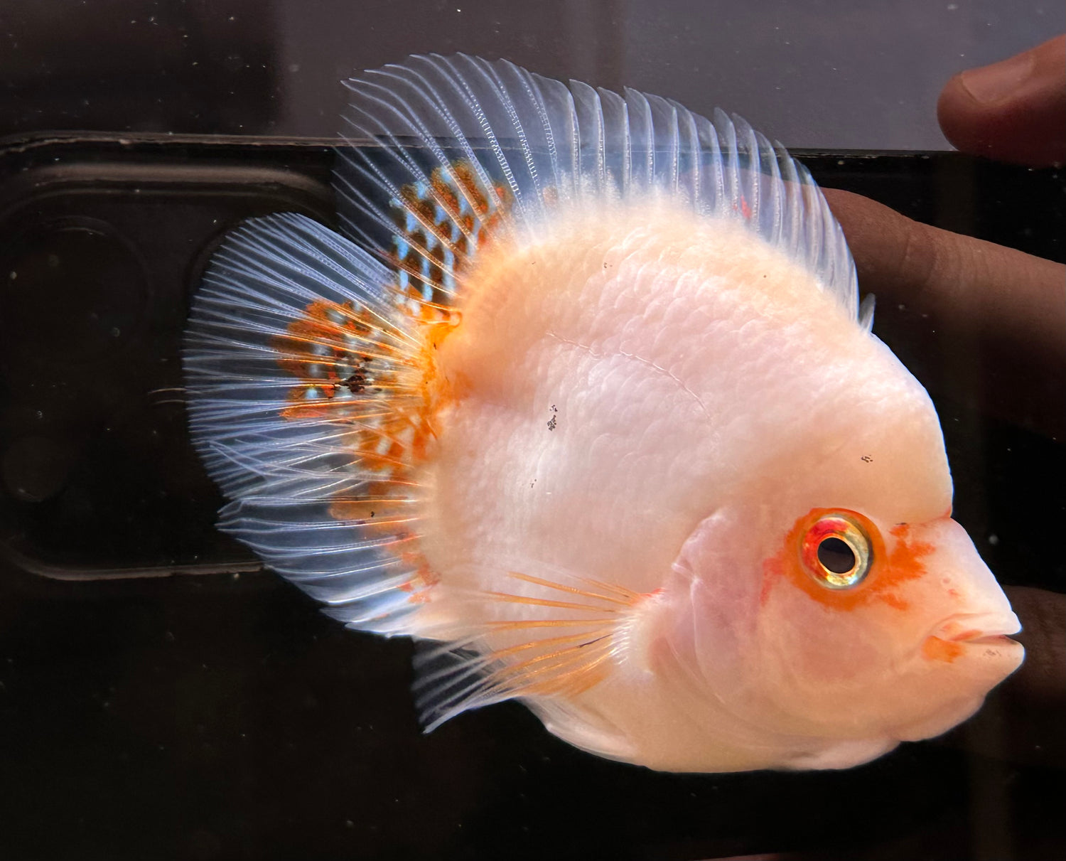 Shortbody Goldenbase Flowerhorn Hybrid (3.5-4”)