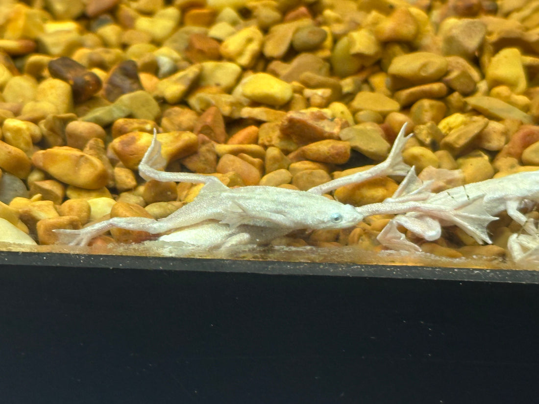 Platinum African Dwarf Frog (1”)