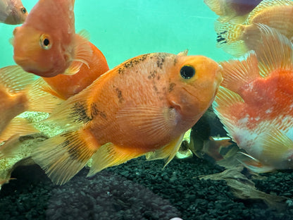 Tiger Parrot (5”+)