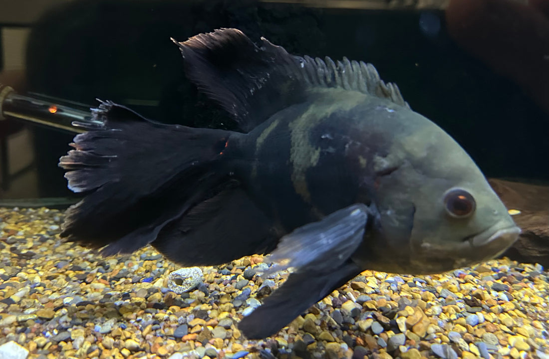 XL Longfin Oscar (8”)