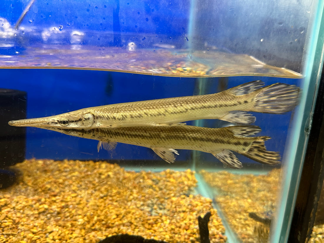 China Captive Bred Tropical Gar (8-9”)