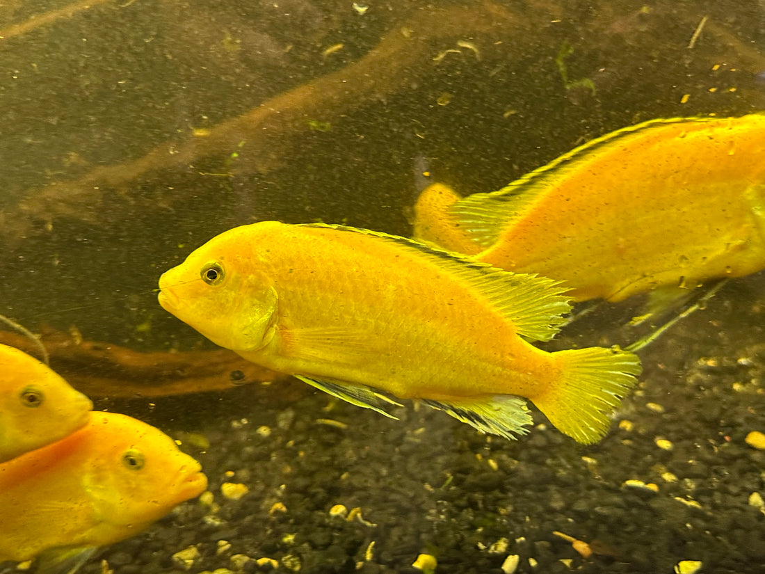 XL Yellow Lab Cichlid (4”+)