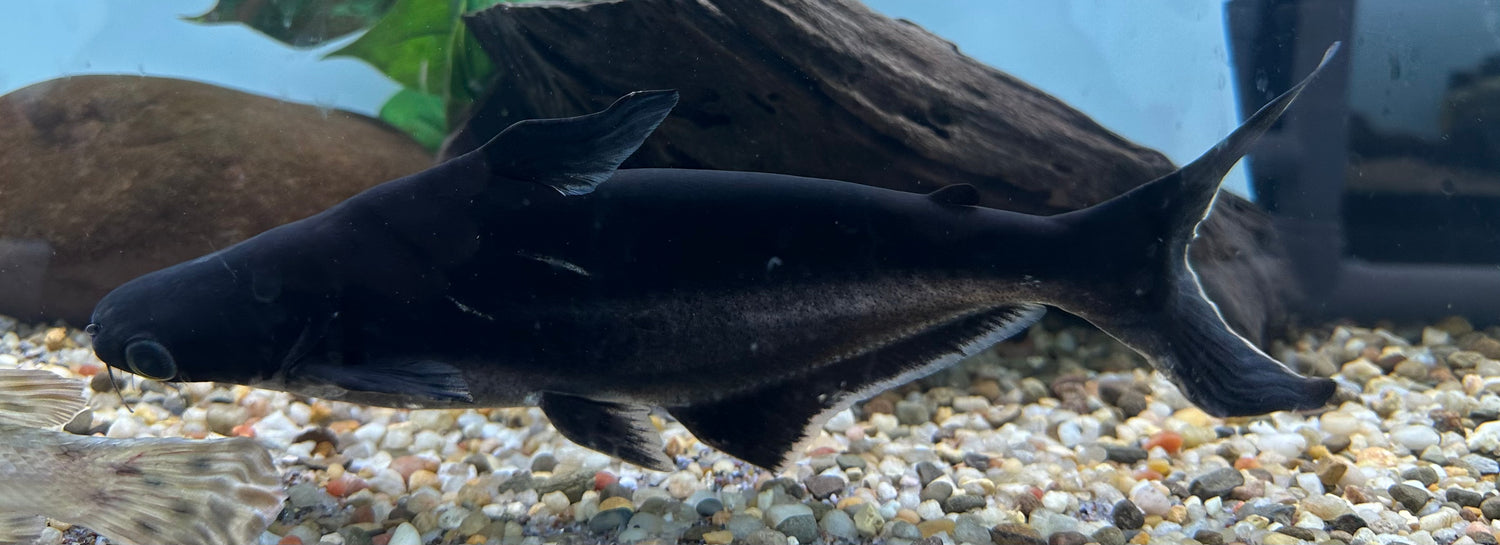 Iridescent Shark (10-11”)