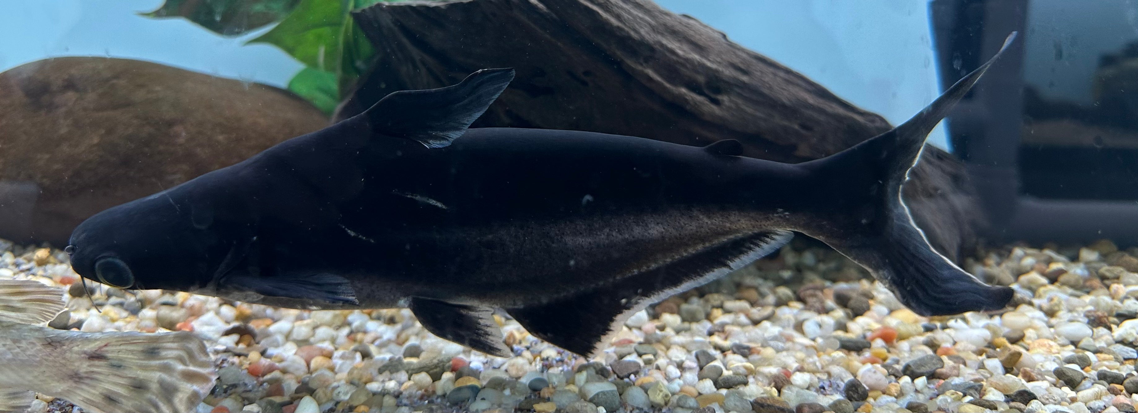 Iridescent Shark (10-11”)