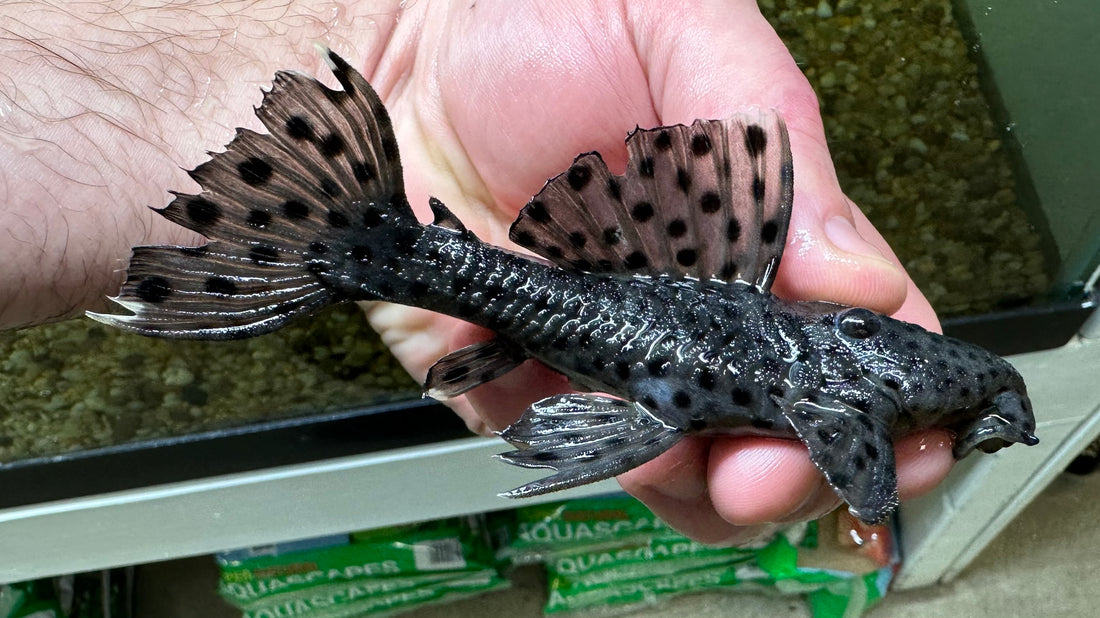 L264 Sultan Pleco (5”+)