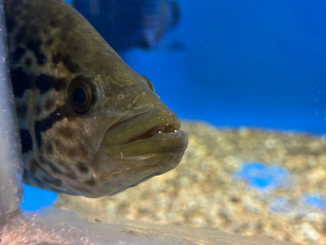 XL Jaguar Cichlid (10-11”)