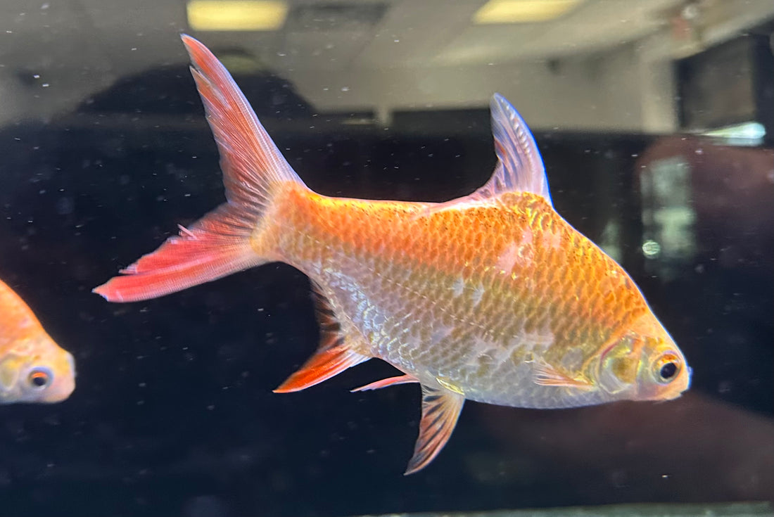 Xanthic Tinfoil Barb (5.5-6”)