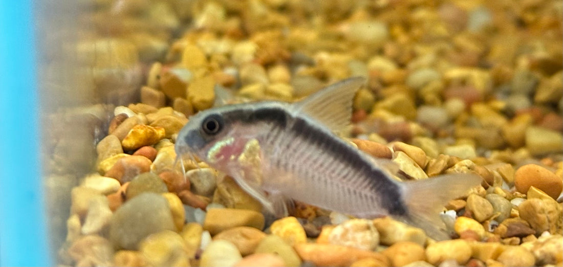Skunk Cory (1.25-1.5”)