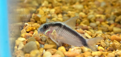 Skunk Cory (1.25-1.5”)