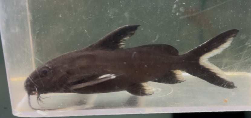 Synodontis Granulosus Catfish (3.5”+)