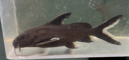 Synodontis Granulosus Catfish (3.5”+)