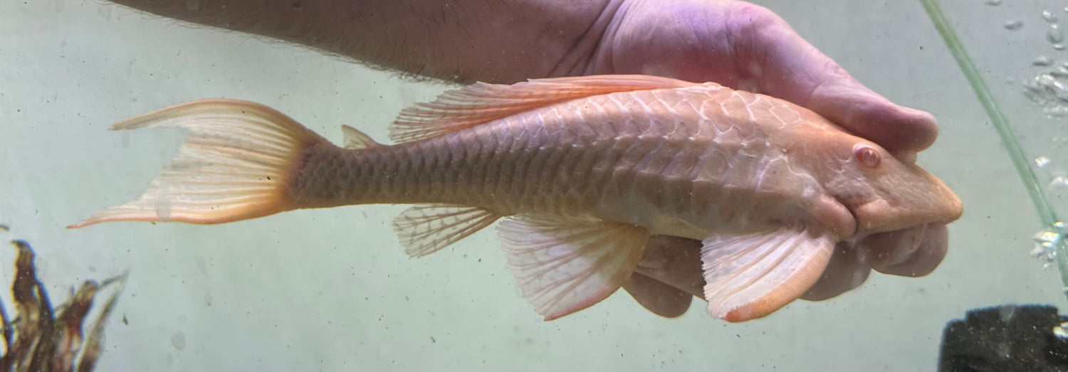 LARGE Albino Gibbicepts Pleco (10-11”)