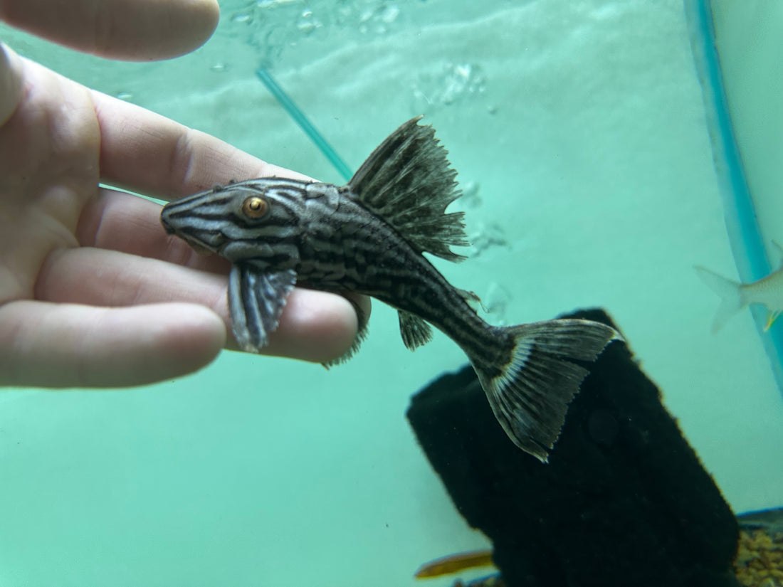 L330 Watermelon Pleco (4”)
