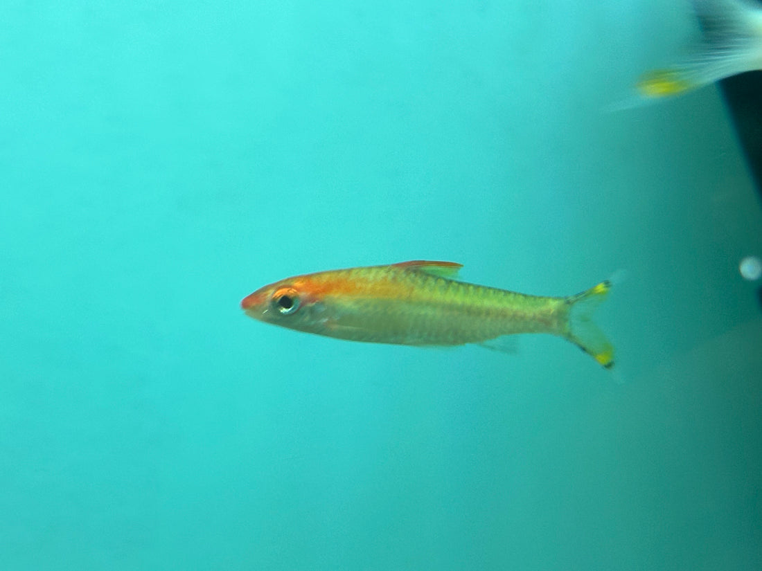 Medium White/Gold Roseline Shark (2.5”)