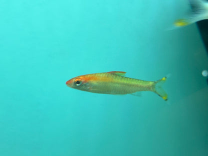 Medium White/Gold Roseline Shark (2.5”)