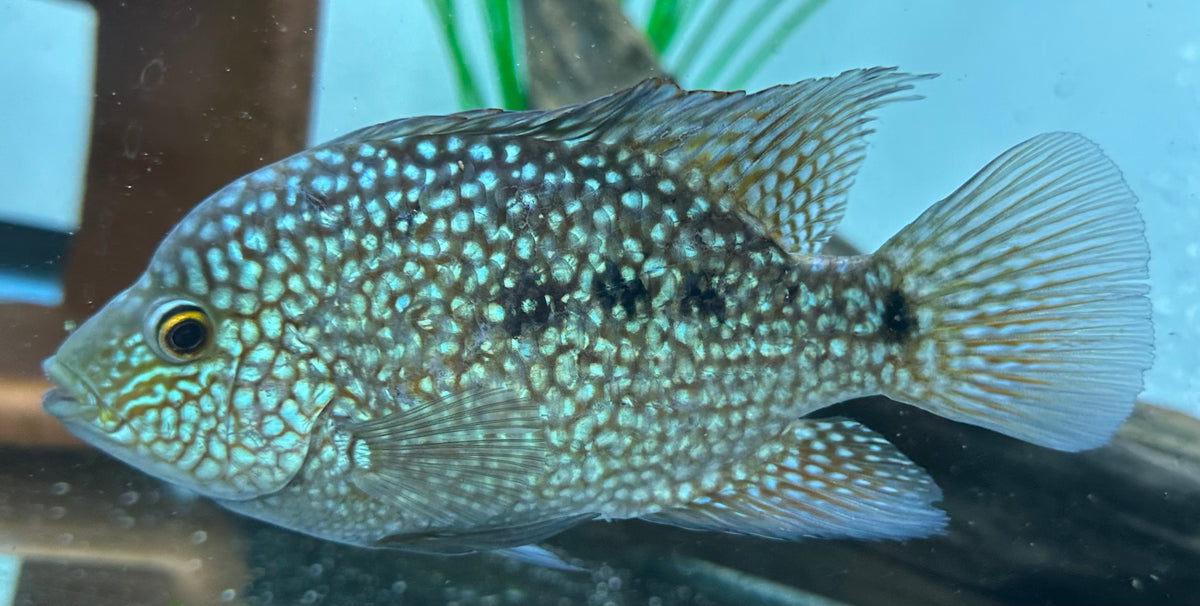 Carpintis Cichlid (5-5.5”)