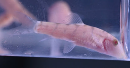 Albino Yo Yo Loach (1.5-2”)