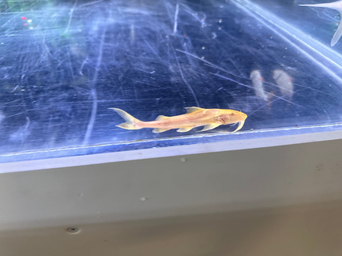 Baby Albino Goonch Catfish (3”)