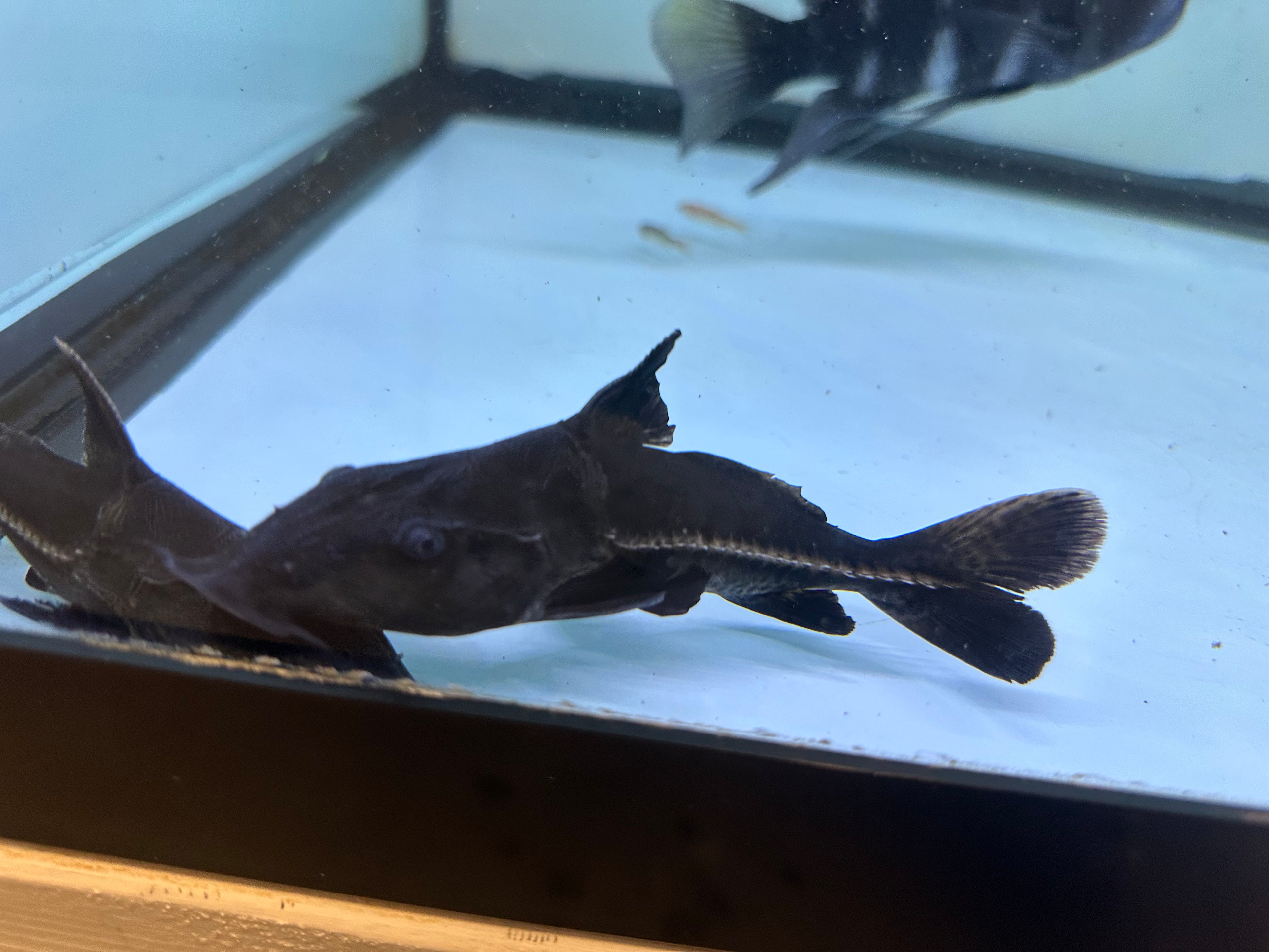 Ripsaw Catfish (6-7”)